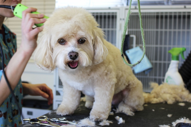 veterinaire-LA TRINITE-min_white_dog_grooming_pet_pet_grooming_salon_groomer_fur-678977